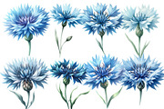 Watercolor Blue  Cornflower Clipart, an Illustration by Designworld (Thumbnail 5 of 6)