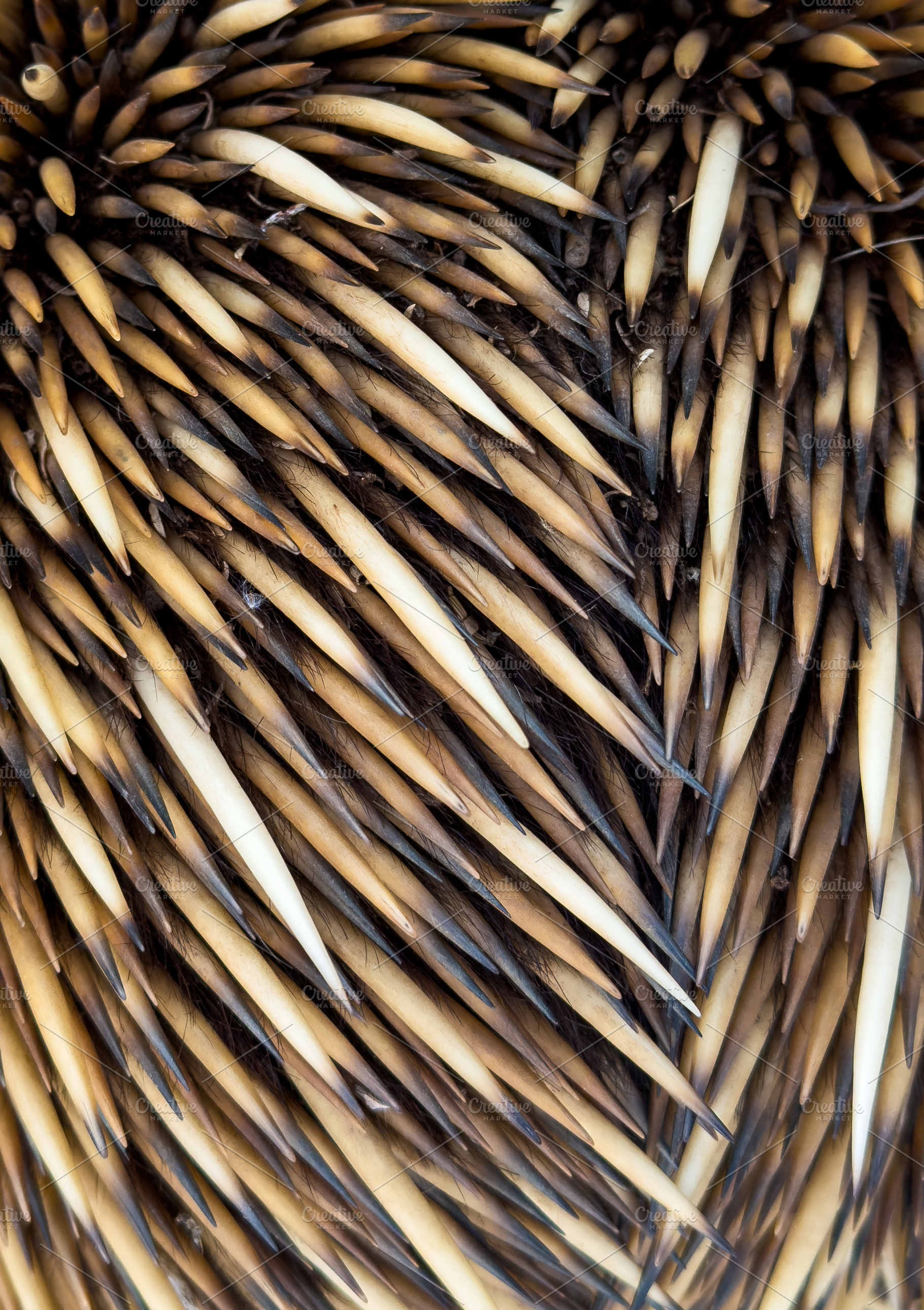 Echidna Spines Background, an Animal Photo by THP Creative