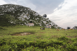 Mountain meadow with farm animals, an Animal Photo by SkyNext