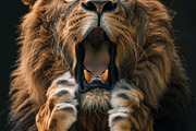 236 surprised animals, an Animal Photo by Handmadefont (Thumbnail 87 of 241)