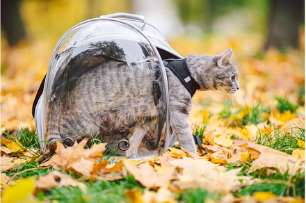Gray cat in a transparent backpack
