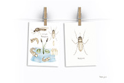 Watercolor Insects Life Cycle, an Education Illustration by MayaNavits (Thumbnail 18 of 18)
