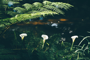 White lilies by forest pond, a Wallpaper Photo by SkyNext