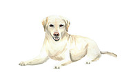 Labrador: Watercolor Dog Portrait, an Illustration by MumAndMe (Thumbnail 2 of 2)
