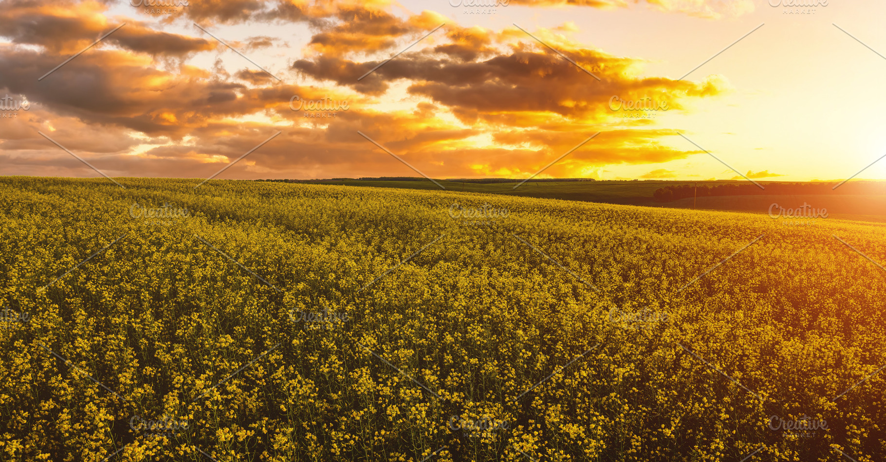 Yellow bright flowers bloom in a field of rapeseed at sunset lig, a Nature Photo by Eugene_Photo