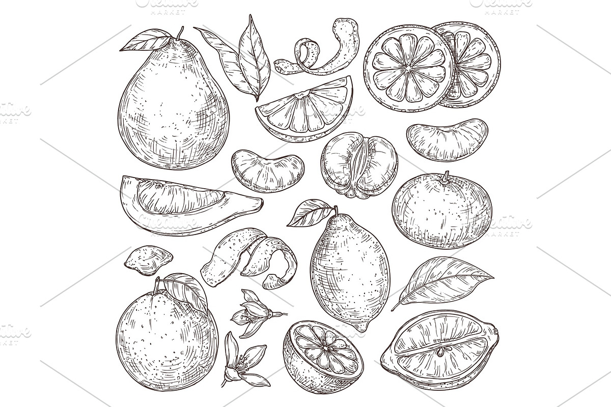 Citrus fruits sketch. Hand drawn, a Graphic by Valerie Bodnar