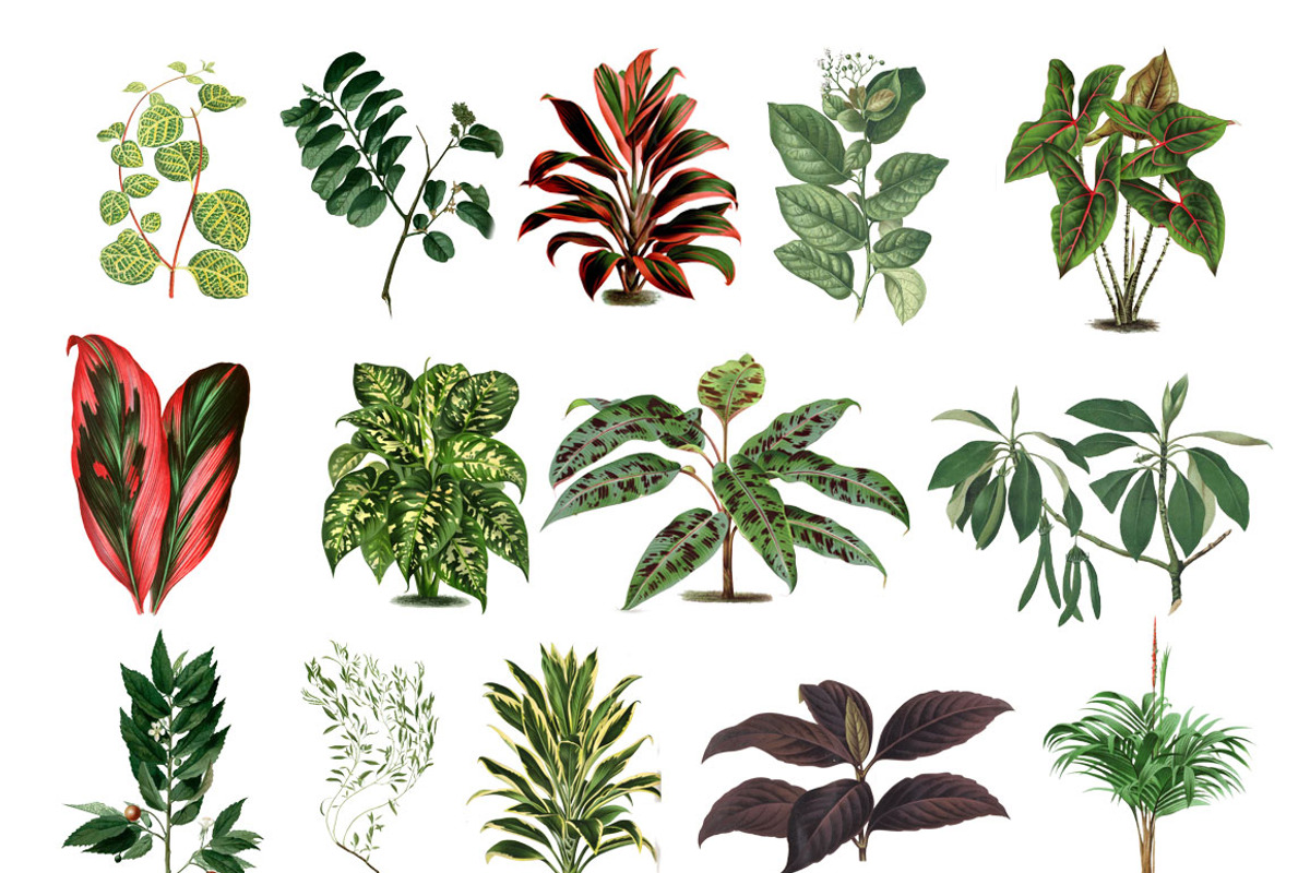 Botanical Master Collection, a Food Illustration by BlackBird Foundry (Photo 8 of 10)