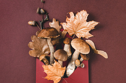 Mushrooms on brown background.