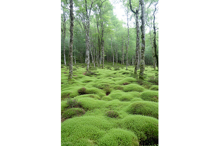 Lush green forest with moss covered, a Nature Photo by Lermont51