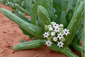 Green leaves and white flowers of, a Nature Photo by ZinetroN