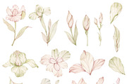 Watercolor Pink Iris Clipart, a Decorative Illustration by ArtbyHien (Thumbnail 5 of 6)
