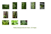 Basil. Isolated on a white., a Photo by Pullia (Thumbnail 4 of 5)