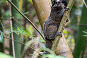 Brazilian Marmoset in the Forest, an Animal Photo by HiLine (Thumbnail 7 of 11)