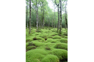 Lush green forest with moss covered, a Nature Photo by Lermont51