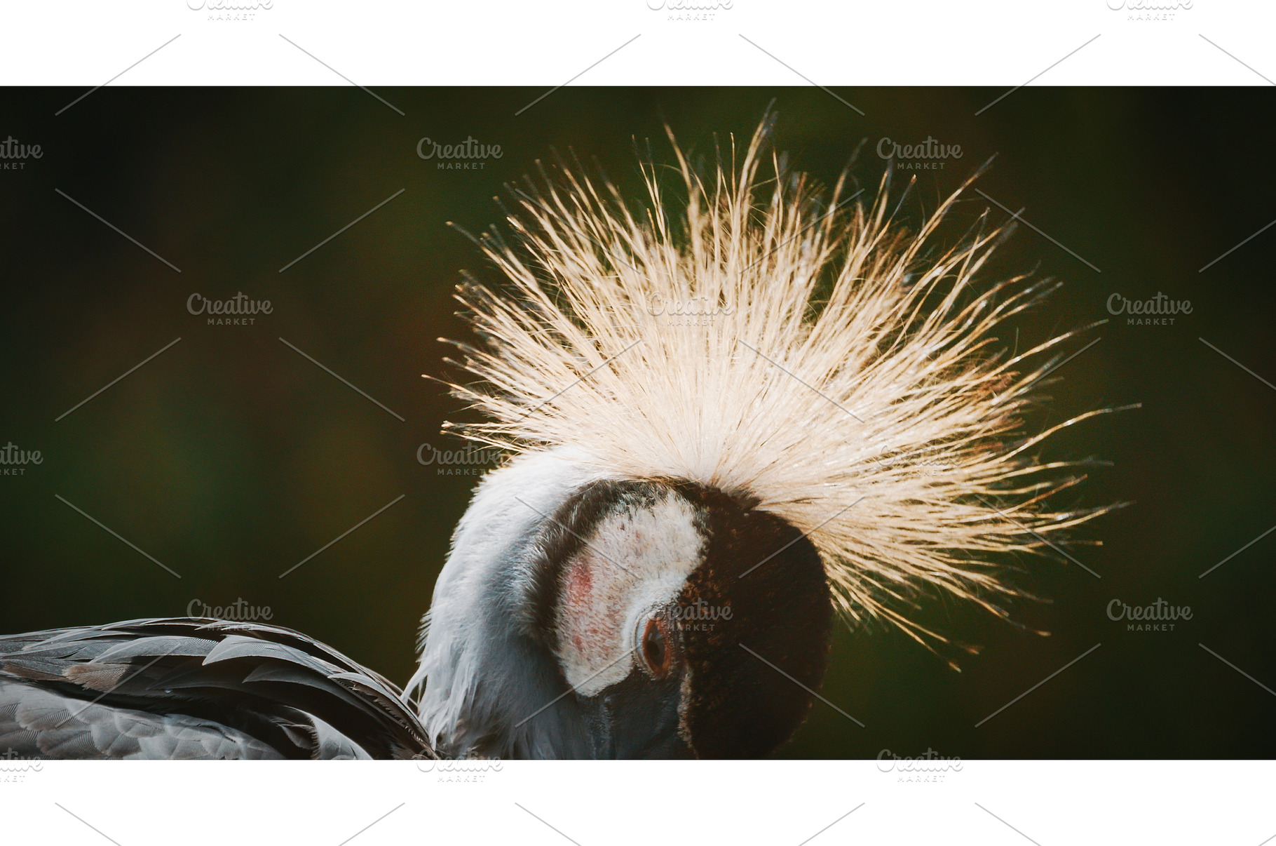 Close-Up of Graceful Crane, an Animal Photo by Our Amazing World