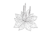 Broadleaf Plantain Plant Drawing, an Object Illustration by patrimonio (Thumbnail 1 of 3)