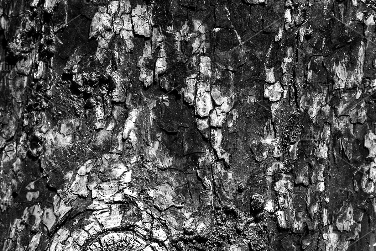 A close-up image of a texture tree, a Background Photo by Schreibikus (Photo 4 of 10)