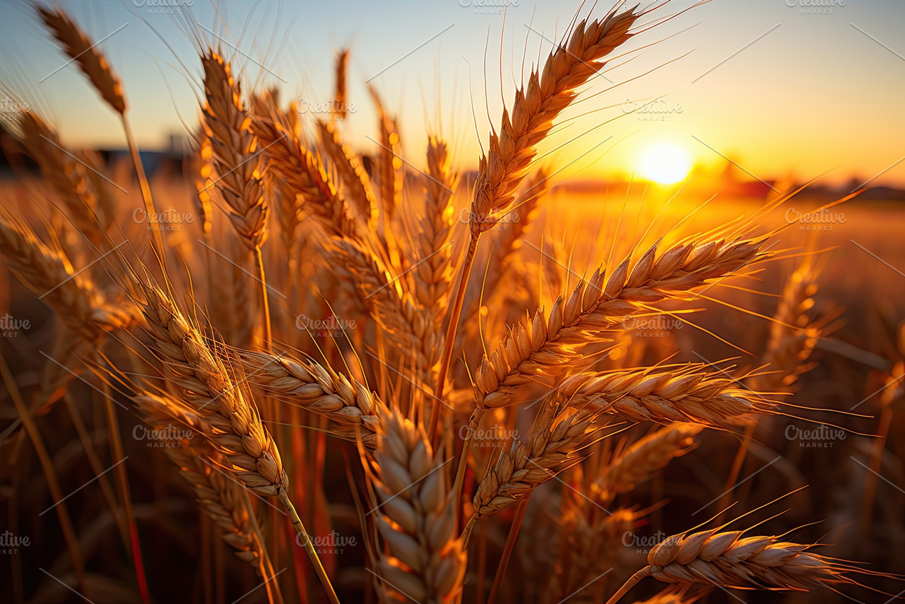 wheat fields in the warm glow of the, a Photo by SaroStock