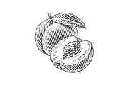 Peach, nectarine, engraving, a Food Illustration by Irina Trusova (Thumbnail 3 of 3)