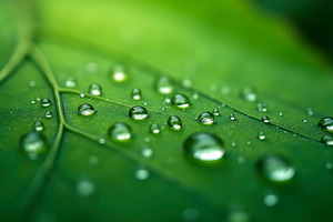 High Detail Macro Natural Leaf Textu, a Photo by LOGOCREATIVE