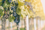 10 Stunning Matte Landscape Presets, a Preset Add-On by Timeless Presets (Thumbnail 12 of 13)