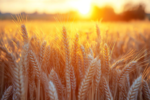 Golden wheat field illuminated by sunset, showcasing the beauty of nature's har, a Background Photo by ImageMir