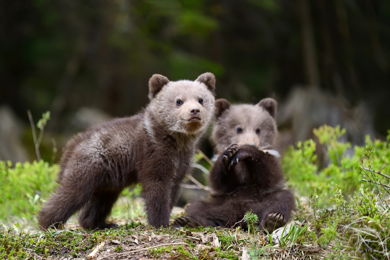 Bear cub featuring bear, animal, and wildlife, an Animal Photo by Byrdyak