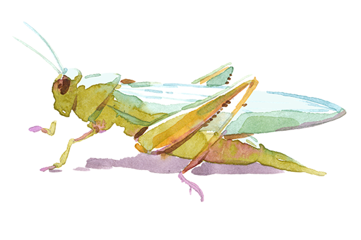 Spring watercolor clipart set, an Illustration by masha gross (Photo 2 of 4)