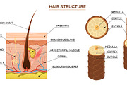 Hair structure. Scientific, a Healthcare Illustration by YummyBuum (Thumbnail 2 of 3)