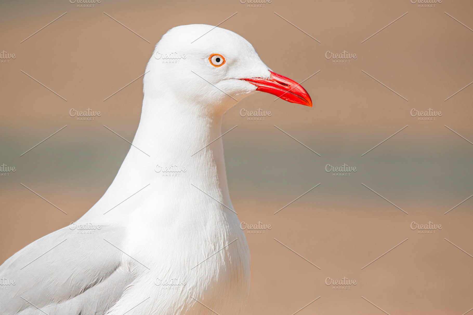 Silver Gull, an Animal Photo by Rob D Animal Photography