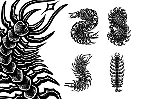 Centipede Poisonous Tattoo Designs