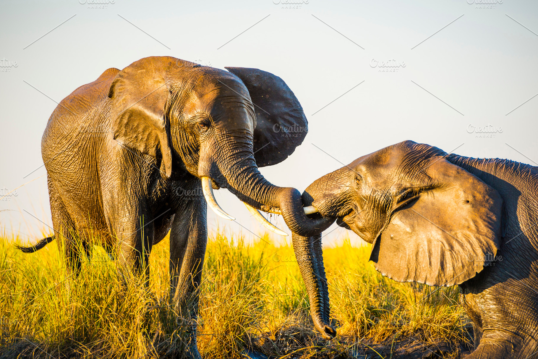 Elephants Playing In Mud, an Animal Photo by THP Creative
