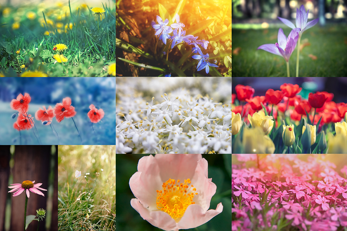 Flower collection 100 photos, a Nature Photo by Vladimir Kazimirov (Photo 4 of 14)