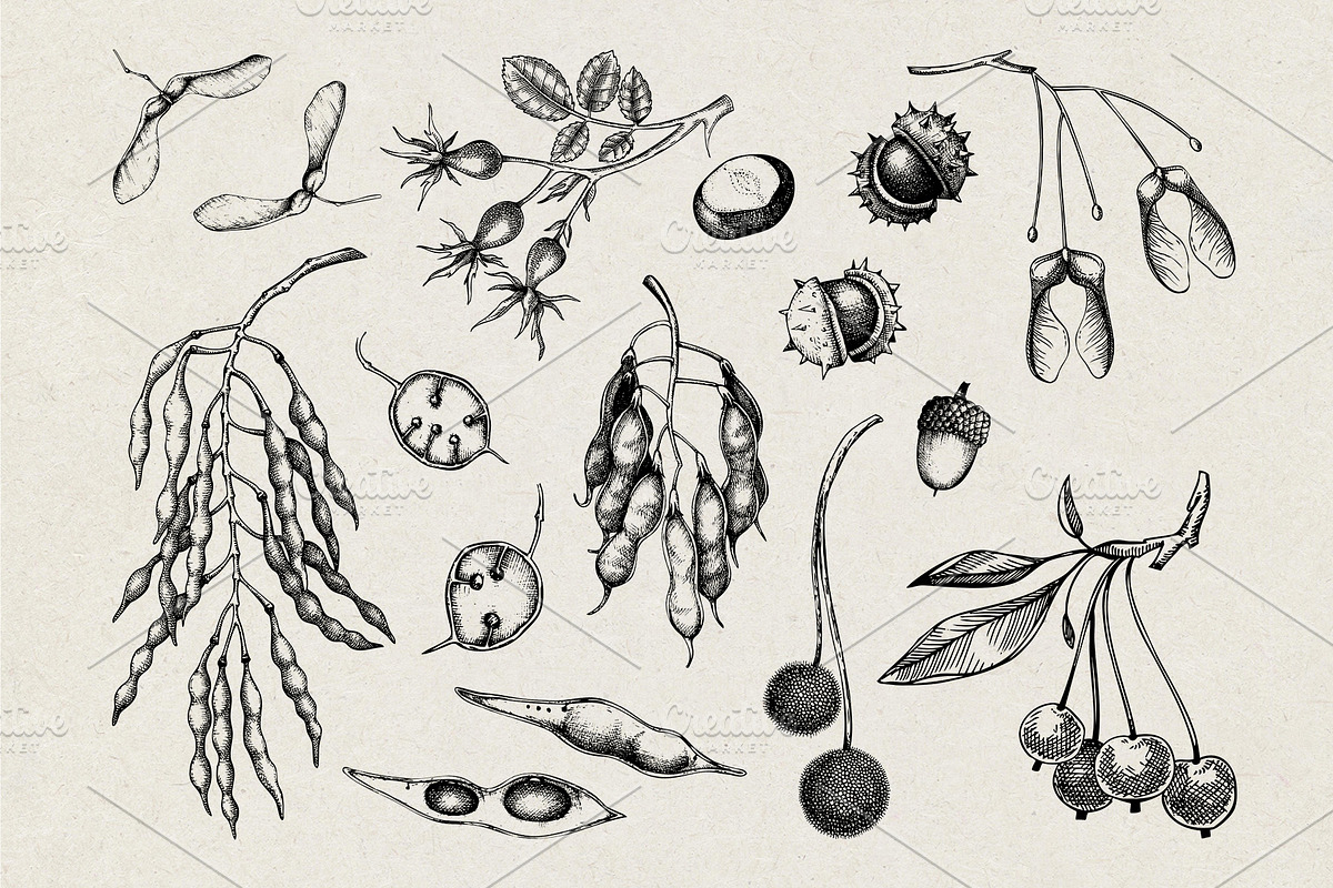 Autumn Leaves and Flowers Vector Set, an Object Graphic by Yevheniia (Photo 8 of 11)
