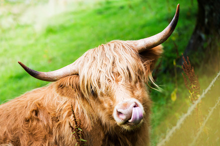 Funny hairy highland scottish cow featuring highland, cow, and scotland, an Animal Photo by MAnuta