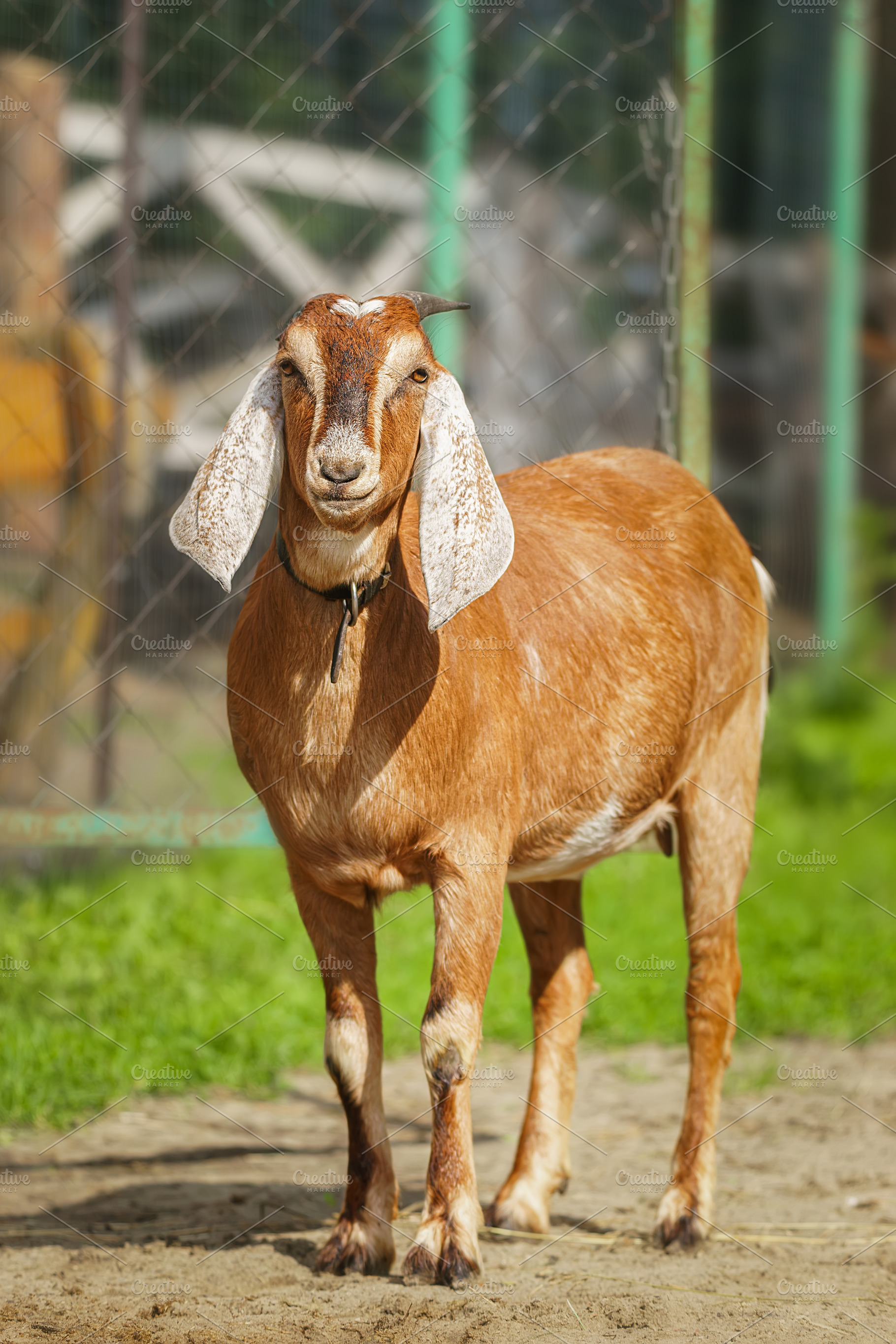 Portrait of a nubian goat looking ou, an Animal Photo by AlexBush