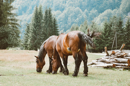 Horses in nature on sunny day