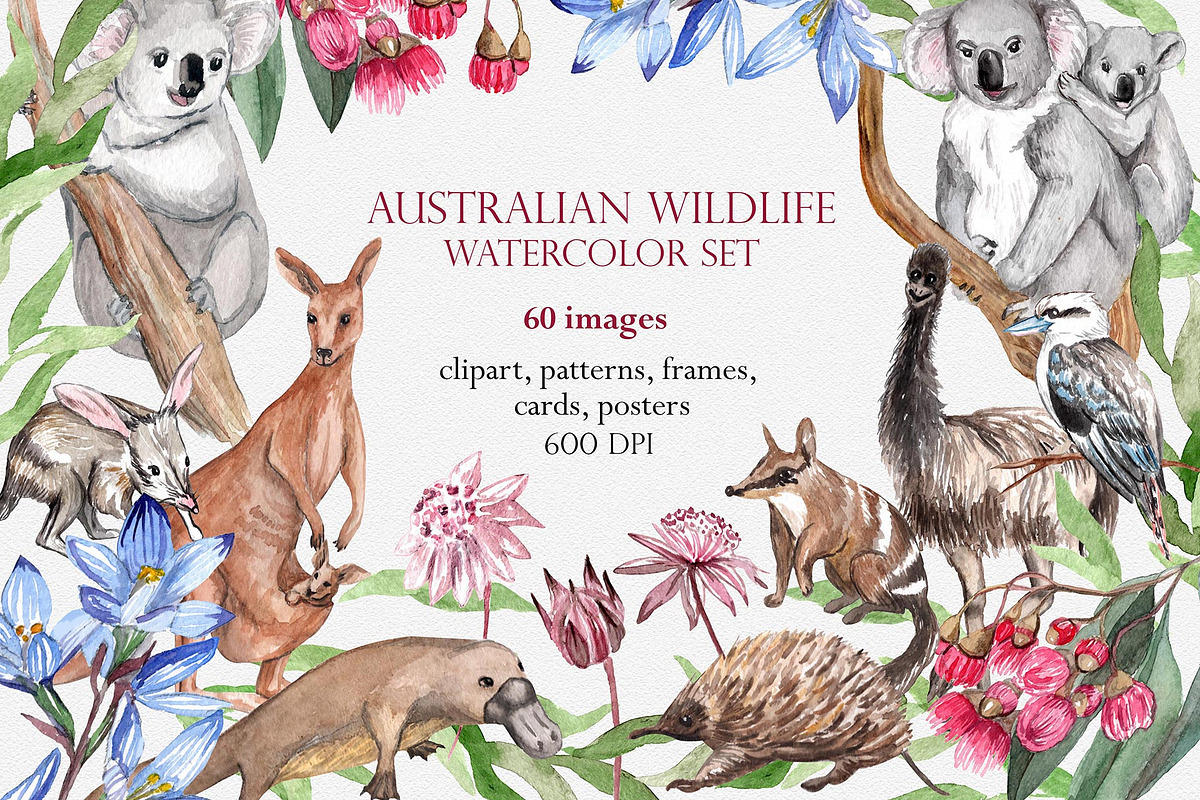 Australian Wildlife Watercolor Set, an Animal Illustration by Catch the Dream Art (Photo 1 of 11)
