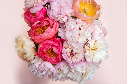 Fresh bunch of pink peonies