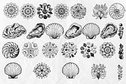 Seashell SVG Bundle, an Object Graphic by Dervik Art Store (Thumbnail 4 of 5)