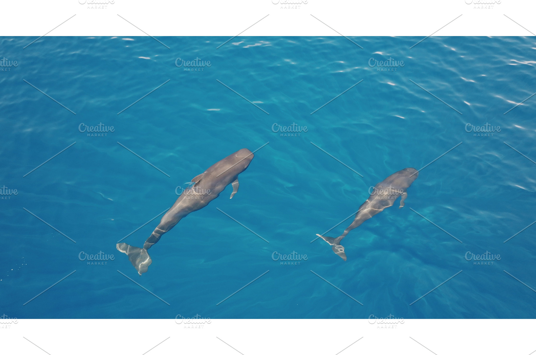Two pilot whales swimming in blue, an Animal Photo by Goinyk