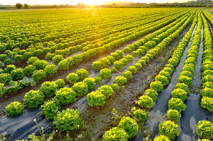 The garden of lettuce