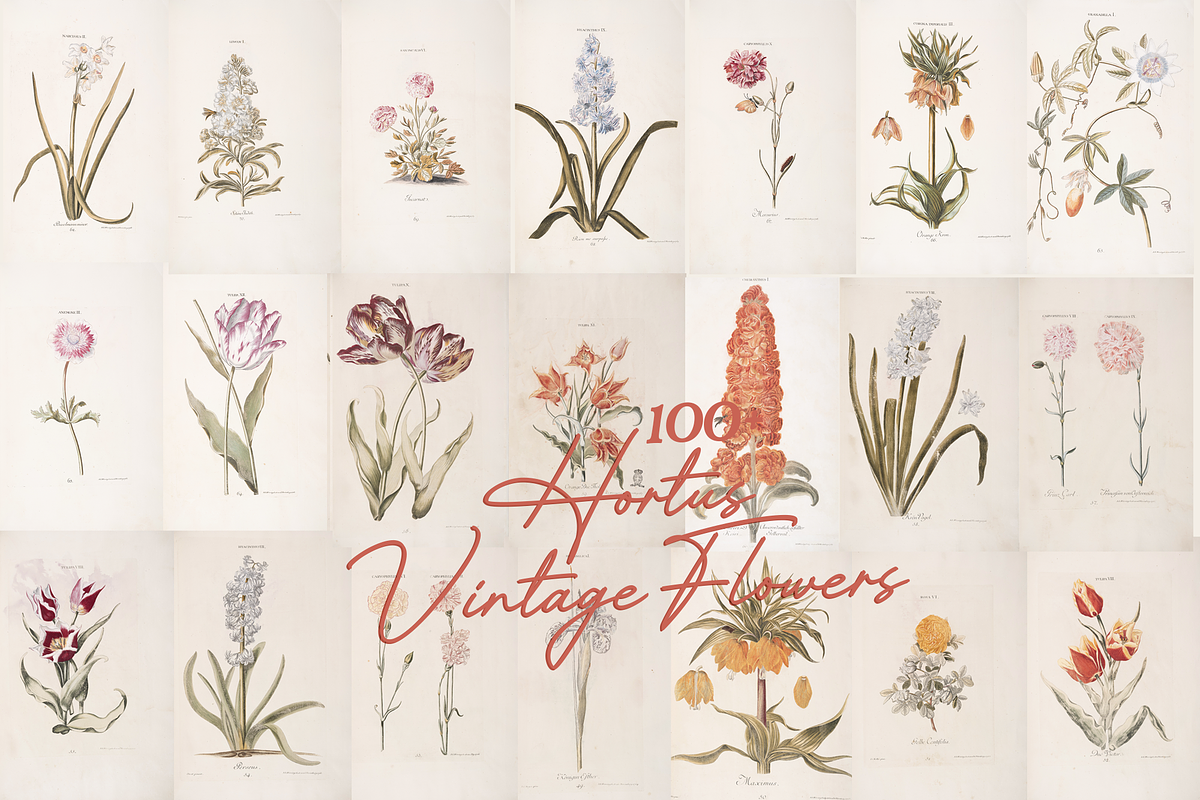 Hortus Vintage Flowers Prints, a Decorative Illustration by Digital Museum (Photo 9 of 9)