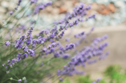 Bush with lavender flowers in blur in sunlight, a Nature Photo by TanaCh