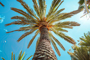 98 Trees view from below, a Nature Photo by Handmadefont (Thumbnail 59 of 98)