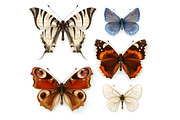 Swallowtail butterfly, butterflies, an Icon by Allevinatis Studio (Thumbnail 1 of 2)