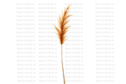 Dried Pampas Grass, a Decorative Illustration by Bloom Craft Creations (Thumbnail 4 of 10)