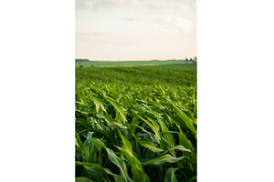 Corn plants on agricultural field, a Nature Photo by volodymyrshtun13795