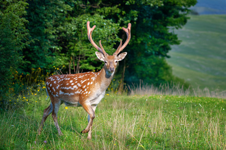 Deer standing in field with trees, an Animal Photo by Byrdyak