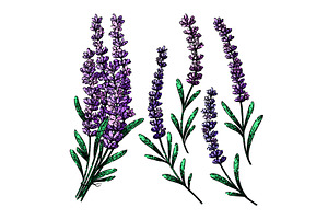 lavender set sketch hand drawn, an Illustration by pikepicture